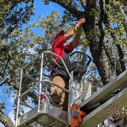 A person in a red shirt and beige pants is on a ladder, wrapping Christmas lights around a large tree.