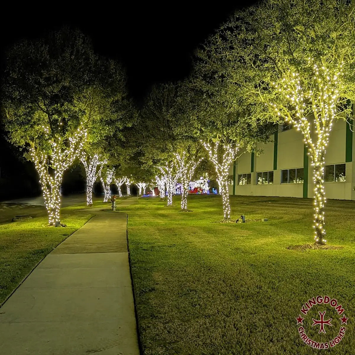 A row of mature trees wrapped in warm white lights beside a walkway