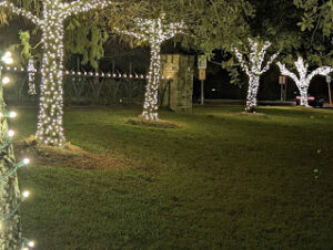 Commercial Tree Lighting Contractor Near Houston